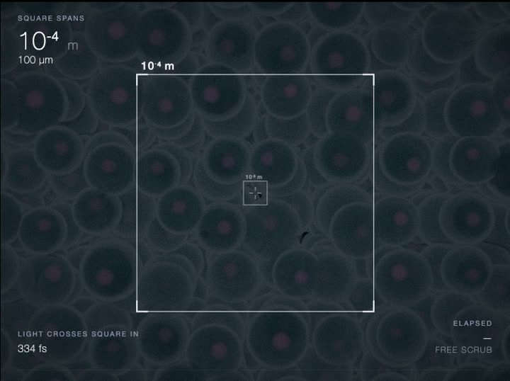 Packed cells with visible membranes and nuclei.